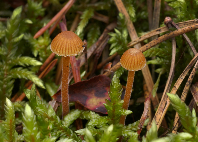 Galerina atkinsoniana